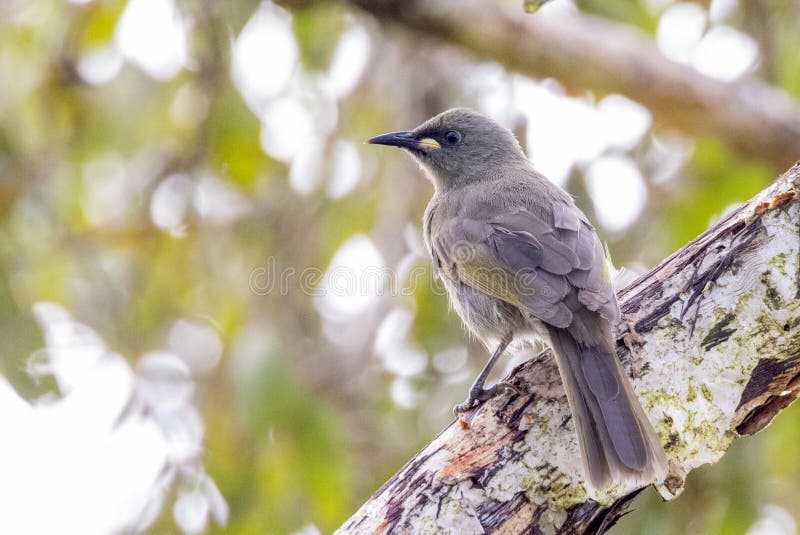 Medium sized plain honeyeater with white or creamy large gape. Medium sized plain honeyeater with white or creamy large gape.