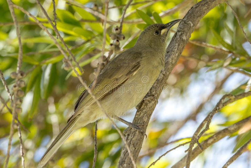 Large and plain honeyeater with cream mark between the bill and eye. Large and plain honeyeater with cream mark between the bill and eye.