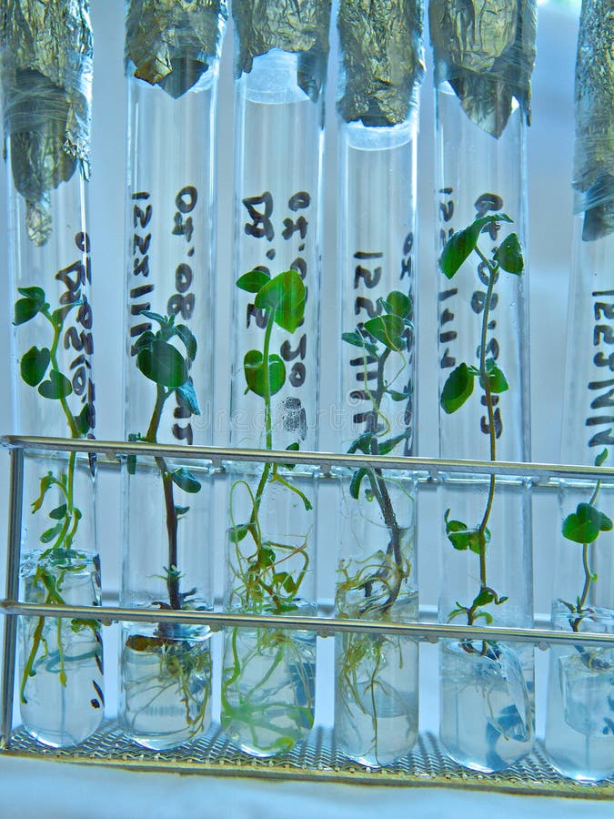 Vitro plant stock photo. Image of green, biotechnology 29687696