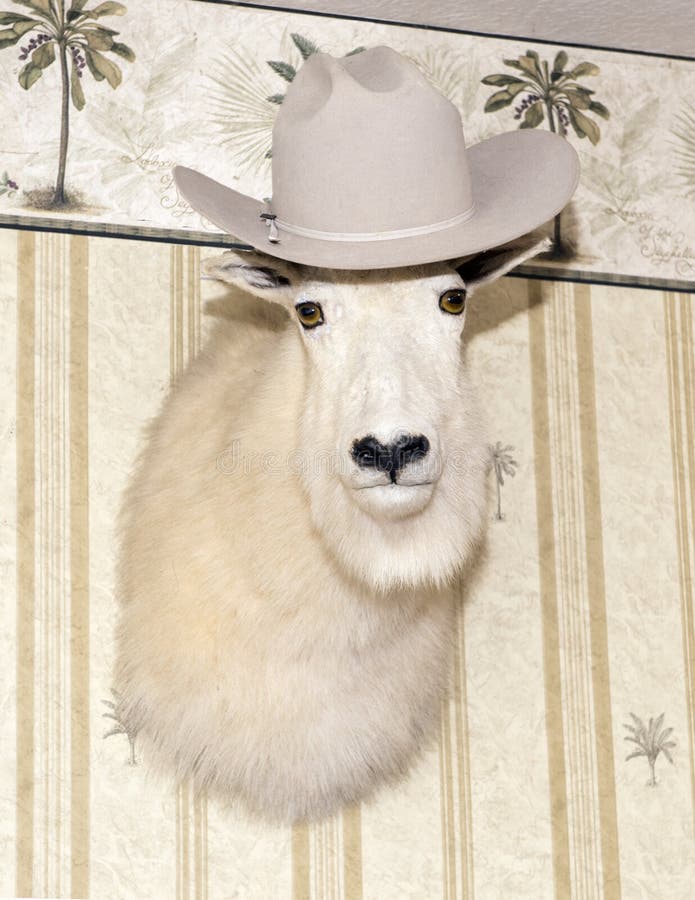 Vitt bergsfårhuvud som bär en cowboyhatt arkivfoton Vitt bergsfårhuvud som bär en cowboyhatt arkivfoton