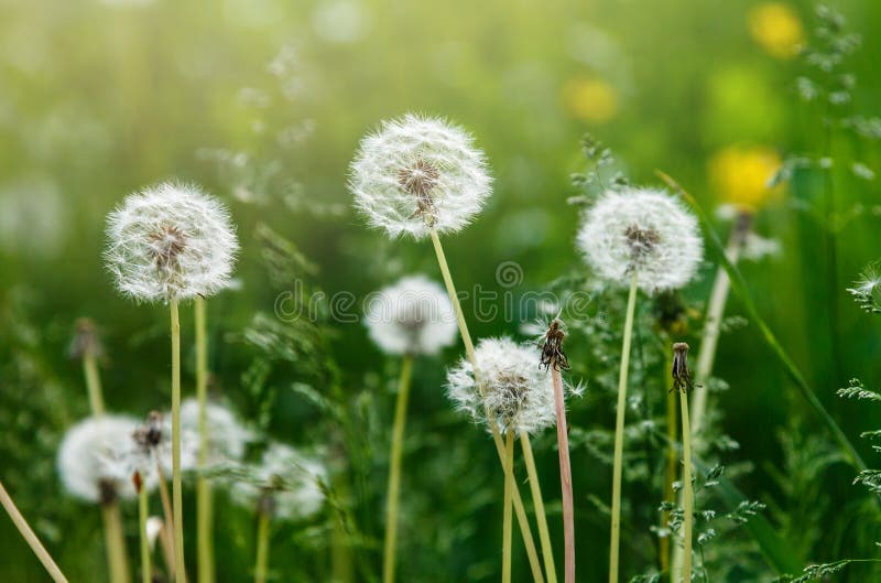 Vitt maskrosfrö på naturlig suddig grön bakgrund, slut upp Vita fluffiga maskrosor, äng Sommar v?r, arkivbilder Vitt maskrosfrö på naturlig suddig grön bakgrund, slut upp Vita fluffiga maskrosor, äng Sommar v?r, arkivbilder