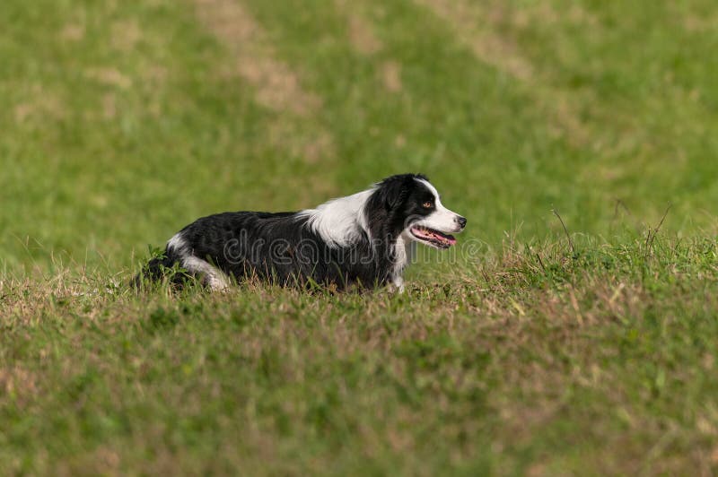Vivant en troupe le chien juste au-dessus de la crête de la colline au chien courant vivant en troupe des procès