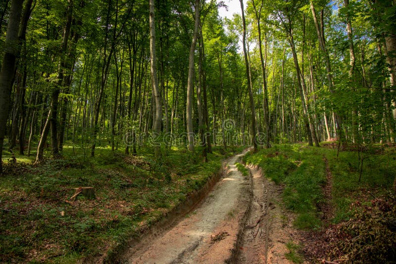 Vivid Colorful Green Forest Landscape Clean Nature Environment Space