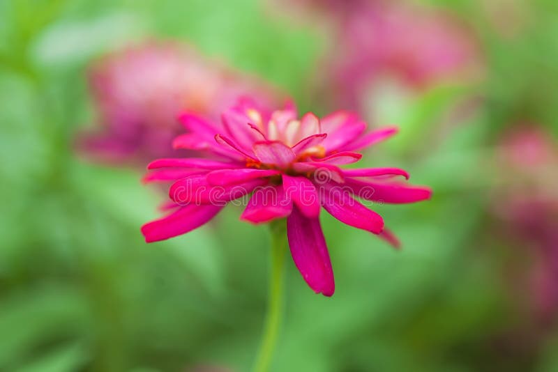 Vivid magenta flower in the garden