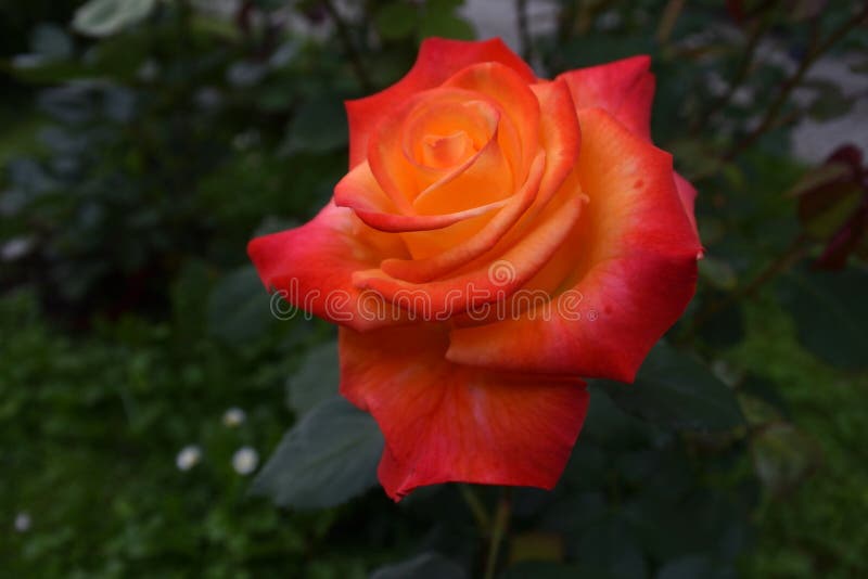 Vivid Orange Glowing Rose on Contrasting Background Stock Photo - Image ...