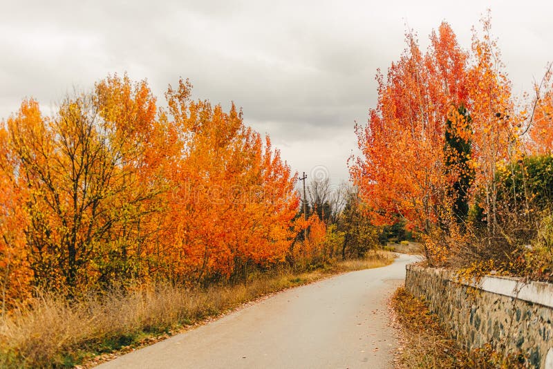Vivid Orange and Yellow Tree in Autumn. Stock Image Image of light