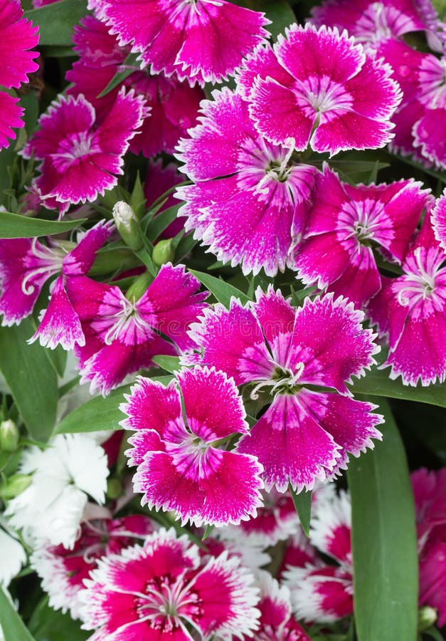 Vivid Pink Dianthus flower on top view