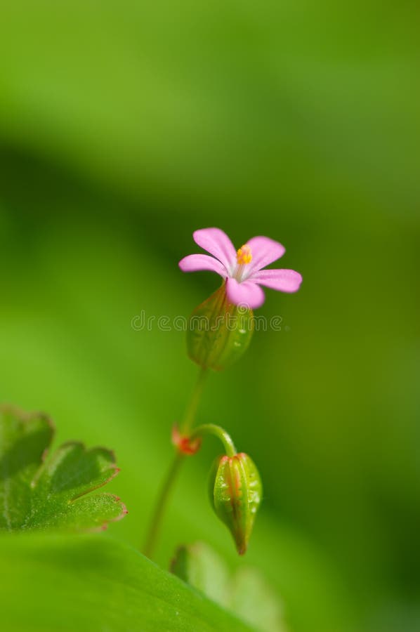 Vivid pink rural flower