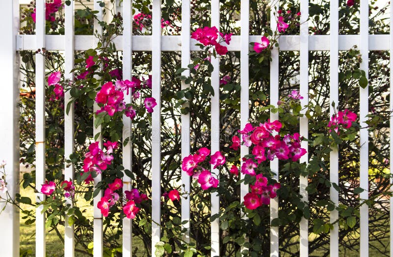 Vivid pink wild roses growing through white fence stock images Vivid pink wild roses growing through white fence stock images