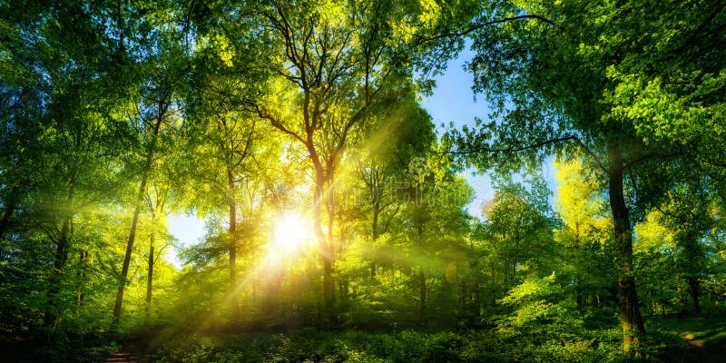 Vivid Scenery Of Beautiful Sunlight In A Lush Forest Stock Photo