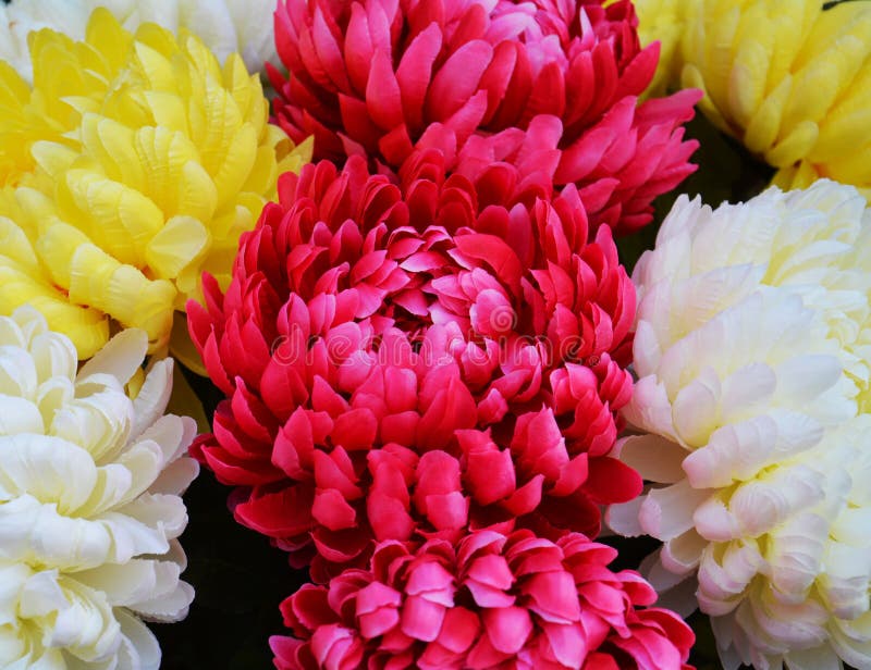 Vivid violet yellow petals and flowers, natural background, garden beauty stock images Vivid violet yellow petals and flowers, natural background, garden beauty stock images