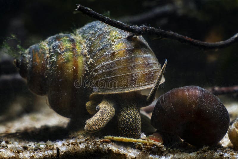 Viviparous freshwater river snail, plankton feeder and algae eater, important aquatic mollusk search for food