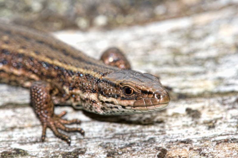 Viviparous lizard