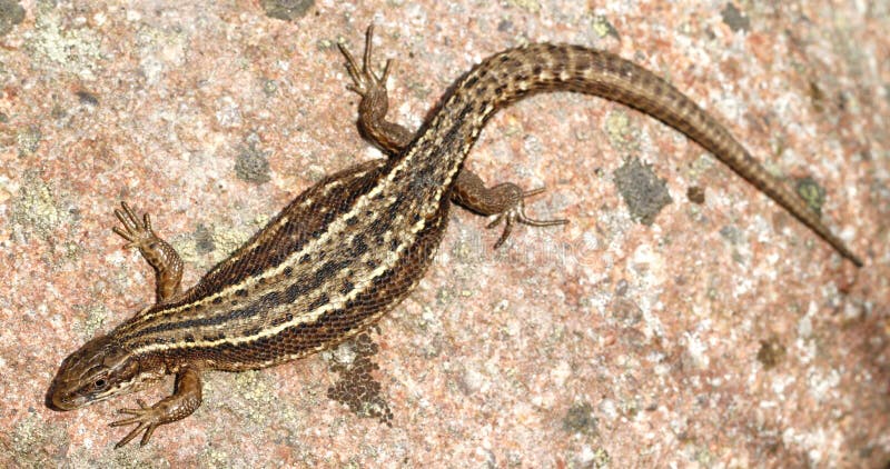 Viviparous lizard