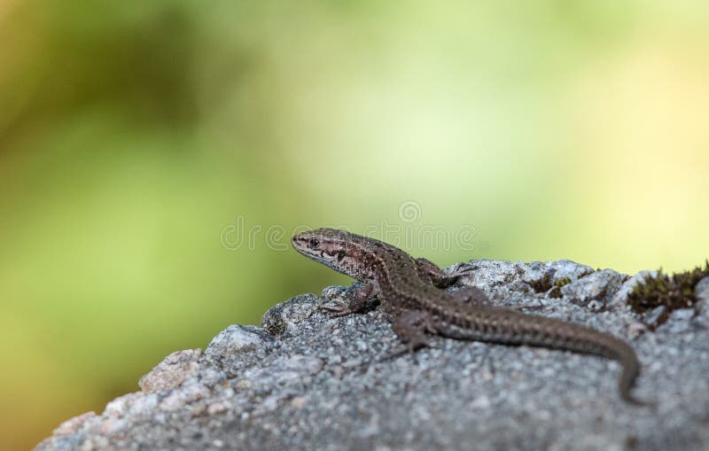 Viviparous lizard, Zootoca vivipara, resting on a rock