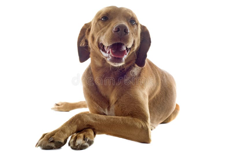 Portrait of a vizsla with pampered paw in front of white background