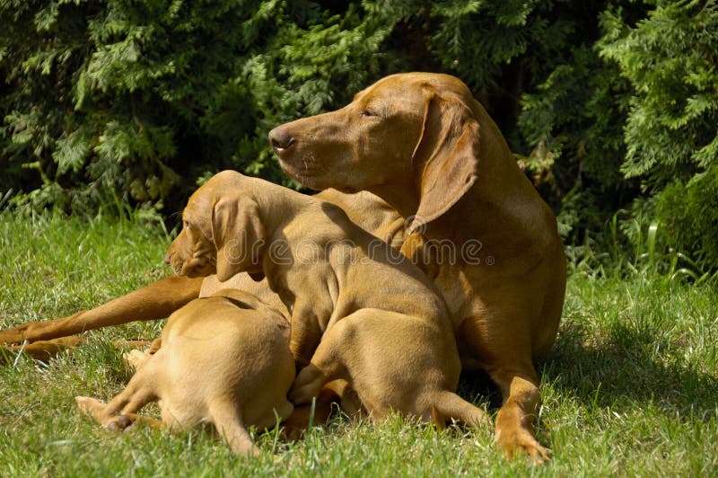 Vizsla Family On The Lawn