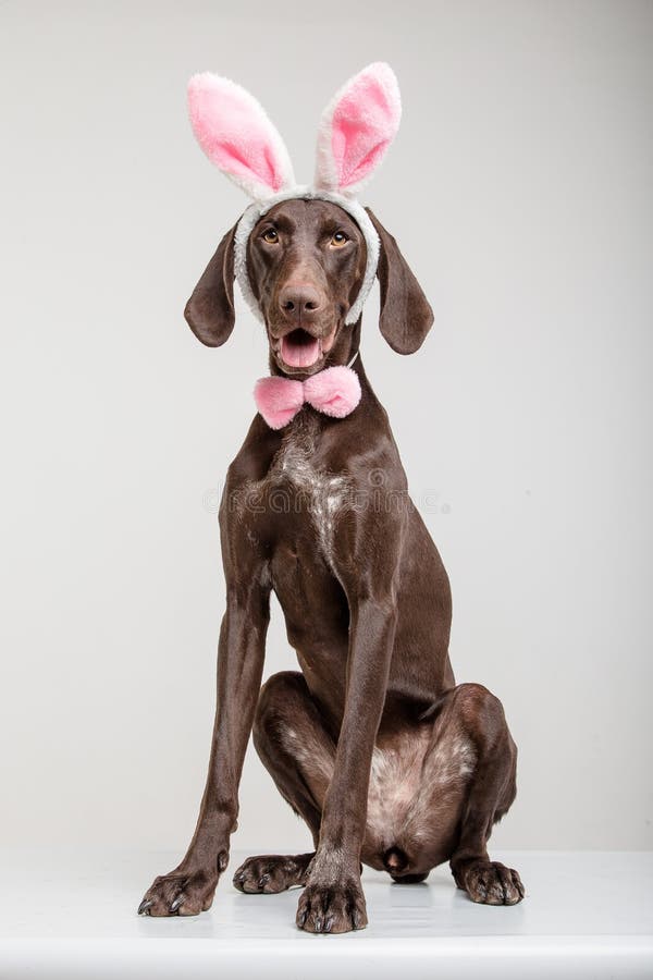 Vizsla hund som den easter kaninen arkivbild Vizsla hund som den easter kaninen arkivbild