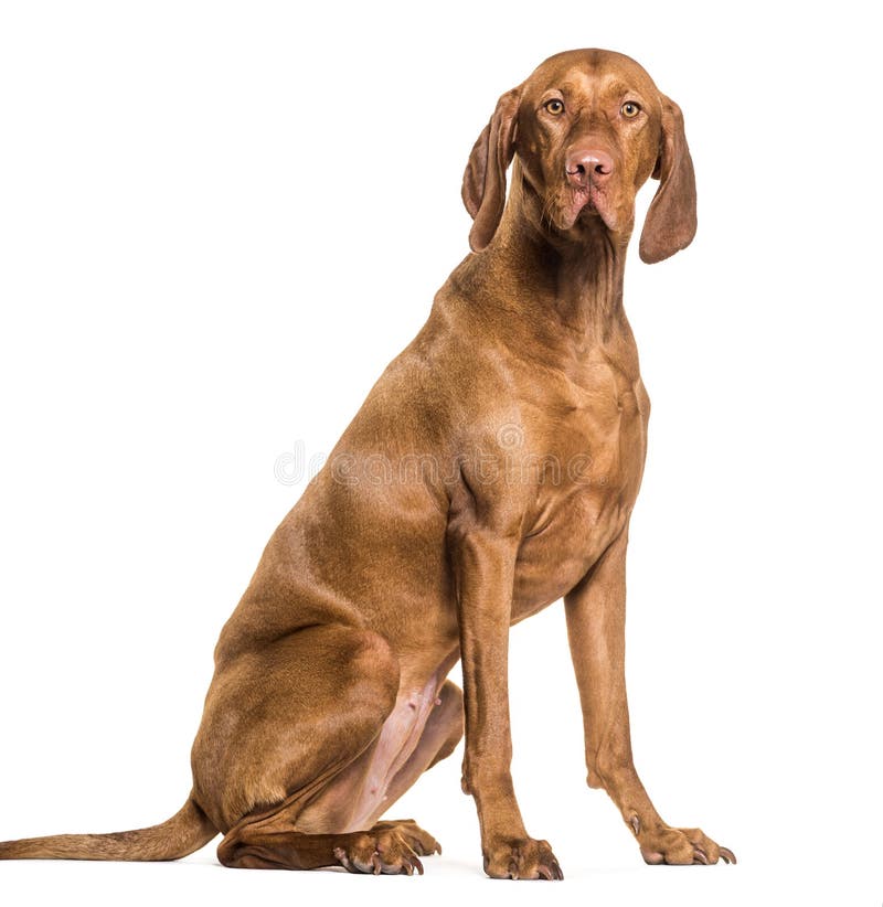 Vizsla pies, 1 5 lat, siedzi przeciw białemu tłu zdjęcie stock Vizsla pies, 1 5 lat, siedzi przeciw białemu tłu zdjęcie stock