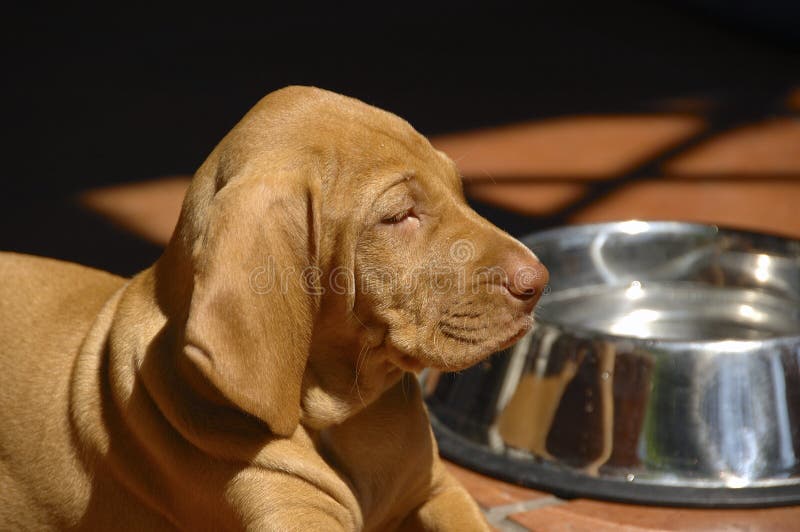 Vizsla Puppy And Water Bowl. Hungarian Vizsla Puppy lying on tiled floor next to a big empty metal water bowl royalty free stock image Vizsla Puppy And Water Bowl. Hungarian Vizsla Puppy lying on tiled floor next to a big empty metal water bowl royalty free stock image