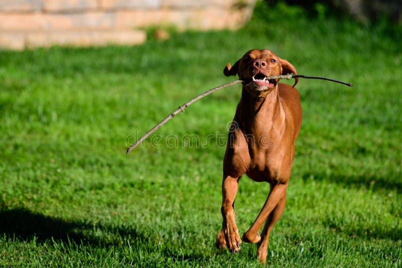 Vizsla que corre com vara imagens de stock Vizsla que corre com vara imagens de stock