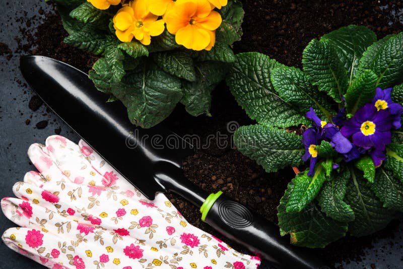 Colorful Blooming Primrose or Primula and Gardening Tools. Early Spring Activity Concept Background. Vizualizare sus în jos.