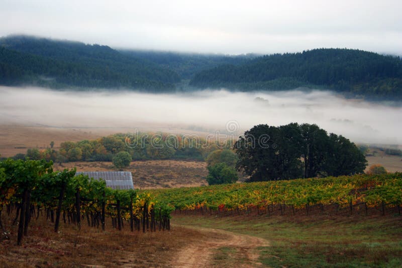 Dirt road through vineyard on a foggy autumn morning. Dirt road through vineyard on a foggy autumn morning