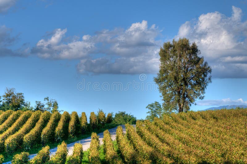 Viñedo en Franciacorta antes de la puesta del sol fotos de archivo libres de regalías Viñedo en Franciacorta antes de la puesta del sol fotos de archivo libres de regalías