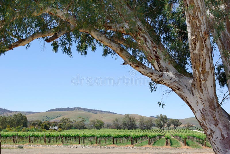 Viñedos fotos de archivo