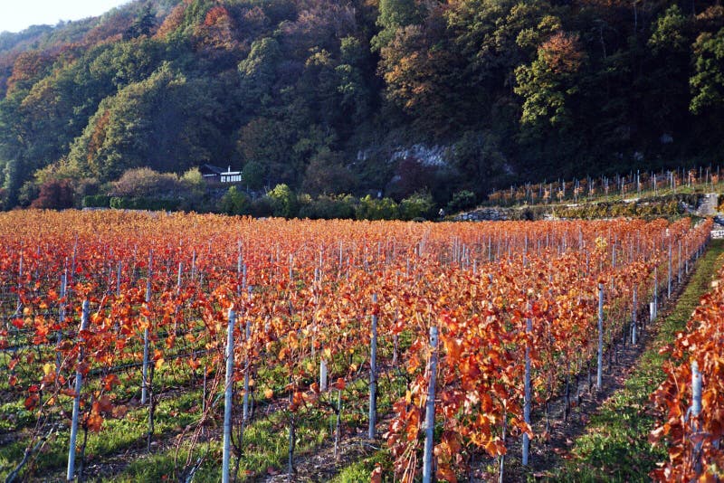 Viñedos imágenes de archivo libres de regalías