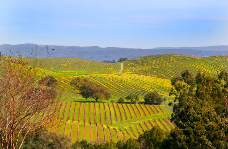 Viñedos fotografía de archivo