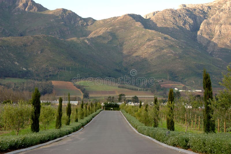 Viñedos imágenes de archivo libres de regalías