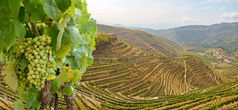 Viñedos con uvas de vino tinto para la producción de vino del puerto en bodega cerca del valle del Douro y del río Duero, Peso da