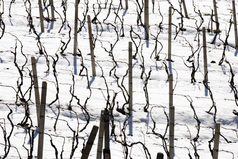 Viñedos de invierno foto de archivo libre de regalías