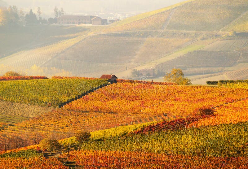 Viñedos de otoño imagen de archivo