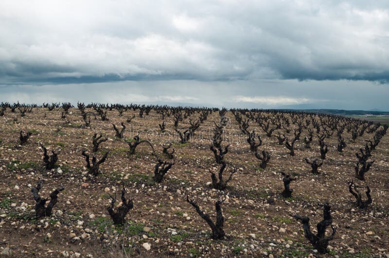 Viñedos en día nublado del invierno. La Rioja imágenes de archivo libres de regalías Viñedos en día nublado del invierno. La Rioja imágenes de archivo libres de regalías