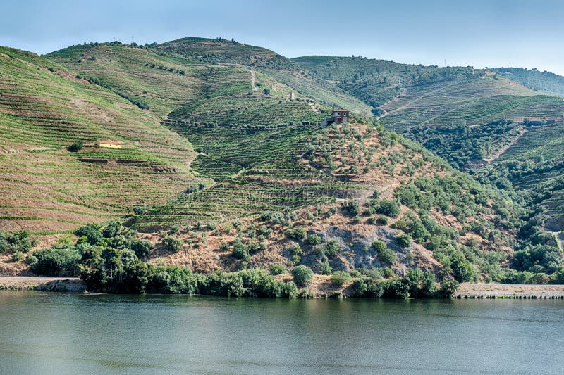 Viñedos en el Valle del Duero imagen de archivo libre de regalías