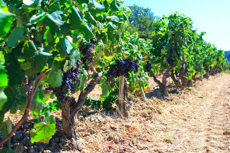 Viñedos antiguos imágenes de archivo libres de regalías