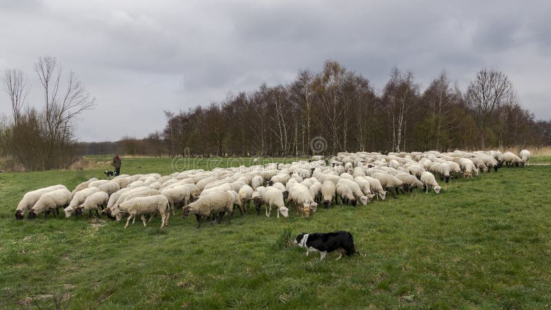 Vlaardingen, Paesi Bassi - 28 marzo 2019: il pastore ed i cani pascono un gregge delle pecore nel Broekpolder fotografia stock libera da diritti Vlaardingen, Paesi Bassi - 28 marzo 2019: il pastore ed i cani pascono un gregge delle pecore nel Broekpolder fotografia stock libera da diritti