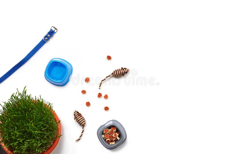 Vlak leg samenstelling met toebehoren voor een kat op witte achtergrond wordt geïsoleerd die Huisdier care stock foto's Vlak leg samenstelling met toebehoren voor een kat op witte achtergrond wordt geïsoleerd die Huisdier care stock foto's
