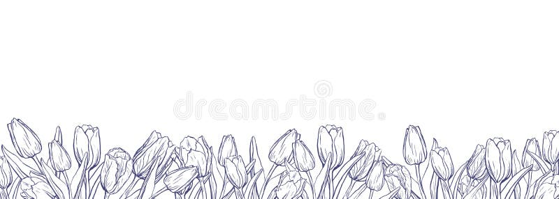 Vlakke horizontale banner met geschetste tulpen op witte achtergrond vector illustratie Vlakke horizontale banner met geschetste tulpen op witte achtergrond vector illustratie
