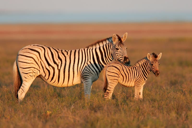 Vlaktes Zebras