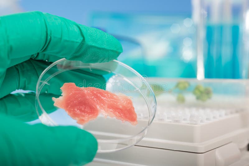 Meat cultured in laboratory conditions from stem cells. Meat cultured in laboratory conditions from stem cells