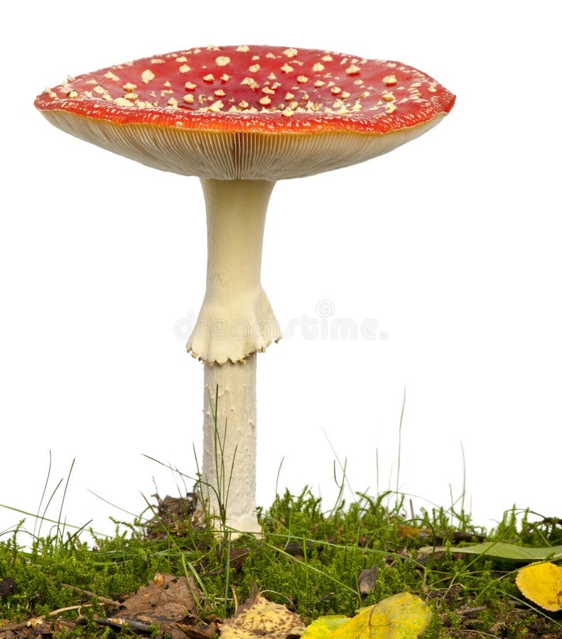 Fly agaric or fly Amanita mushroom, Amanita muscaria, in front of white background. Fly agaric or fly Amanita mushroom, Amanita muscaria, in front of white background