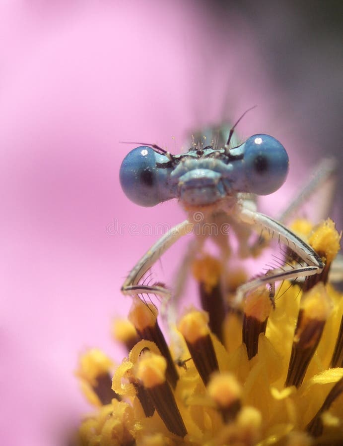 Here is a dragon fly on a flower. Here is a dragon fly on a flower.