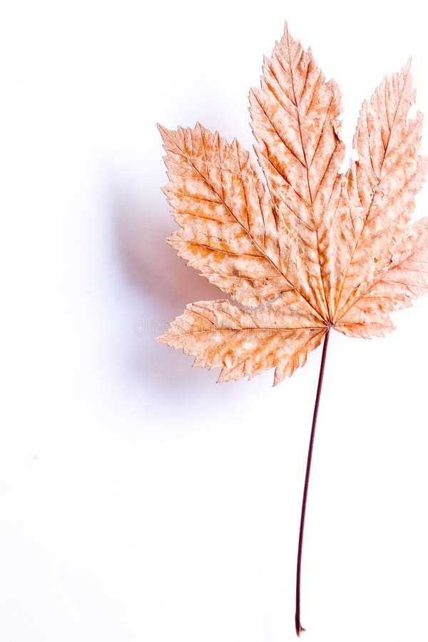 Download Vliegend blad stock foto. Afbeelding bestaande uit pratfall - 28112