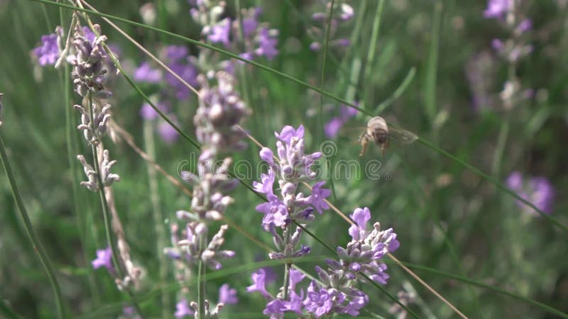 Vliegende bijen boven zacht lavendel bloemen stollingsweergave.