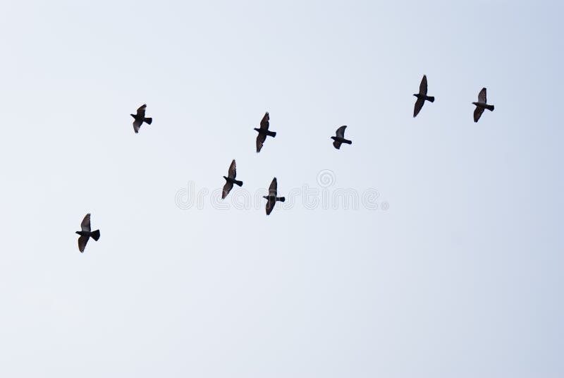 Vliegende duiven stock fotografie Vliegende duiven stock fotografie