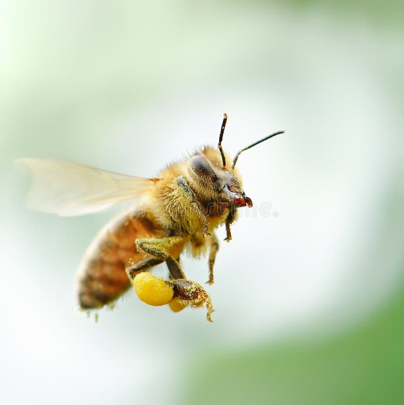 Vliegende honingbij