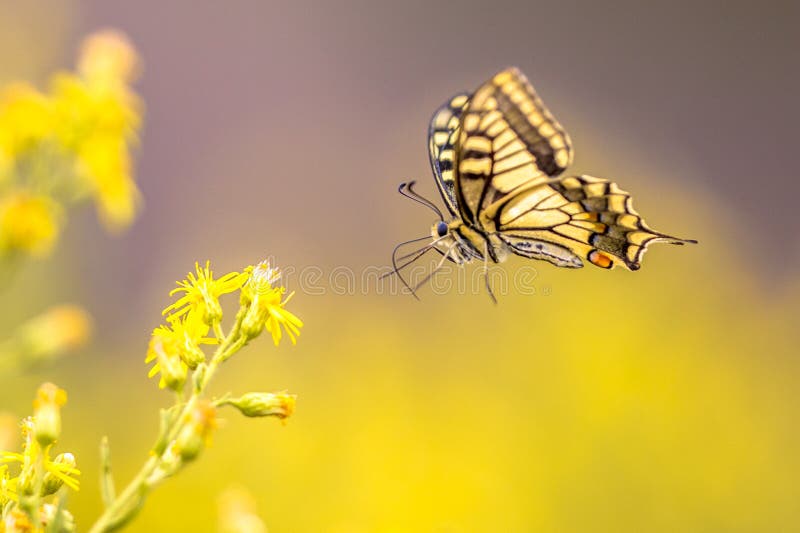 Vliegende Oude Wereld swallowtail vlinder royalty-vrije stock foto Vliegende Oude Wereld swallowtail vlinder royalty-vrije stock foto